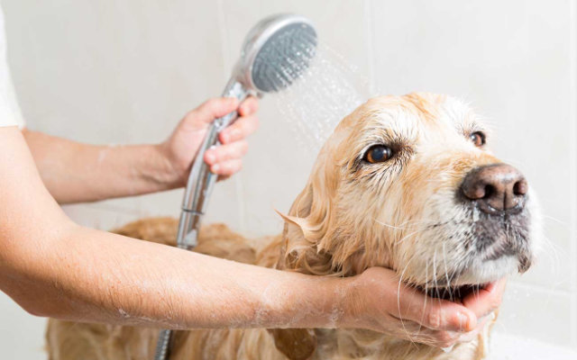 Pet shop banho e tosa perto de mim: guia e dicas essenciais