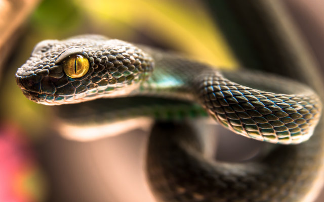 Picada de cobra em cavalo: Confira os principais sinais do problema