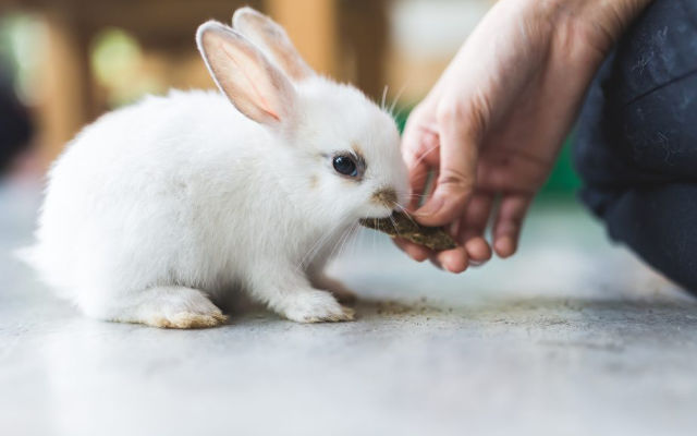 ANIMAIS, CACHORRO, COELHO, FOFINHOS, GATOS, FILHOTES