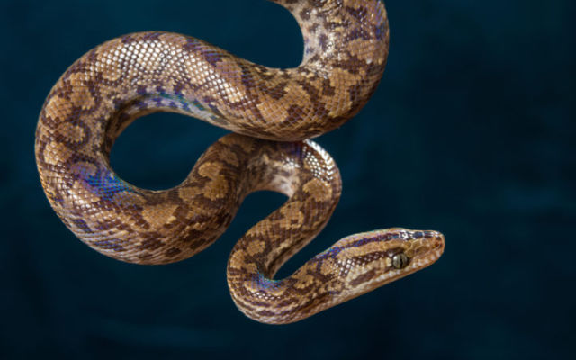 FOTOS: Corn snake, espécie de serpente exótica dos EUA, é