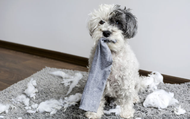 Como fazer para o seu cão parar de destruir tudo | Blog - Da Vinci Clínica  Veterinária 24h - Curitiba