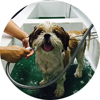 Banhos e Tosa - Clínica Veterinária Espaço Animal 24h